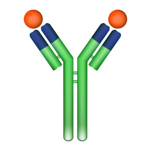 Antibody molecule with antigen